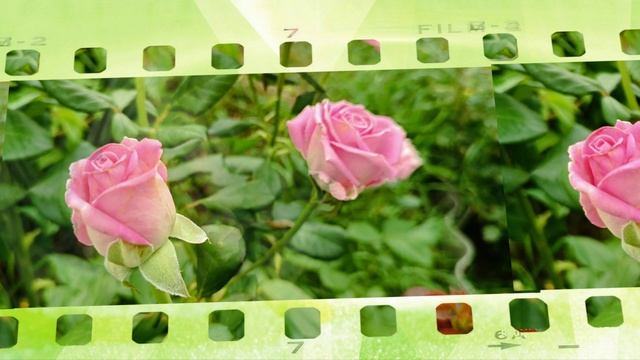 Розы в моем саду.