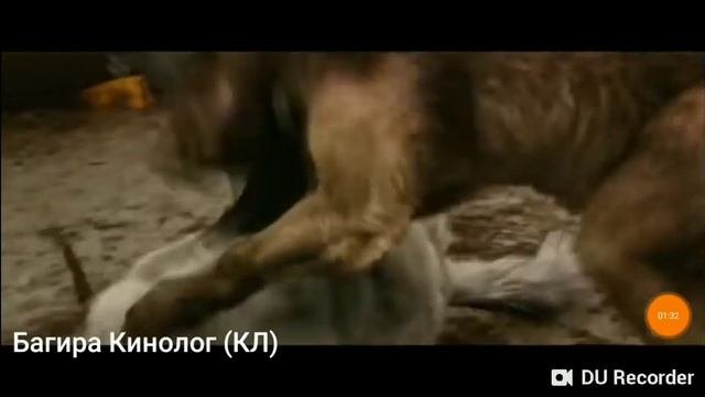 Я одинокий волк 💪💪💪👊👊👊.