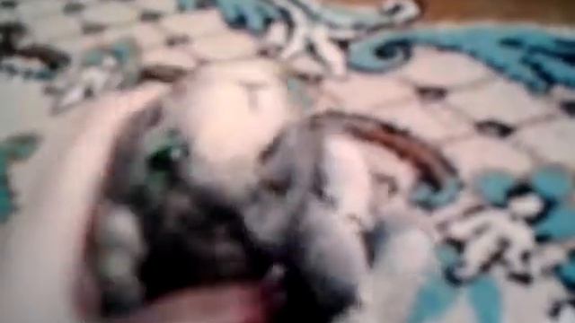 Реклама,коты-воители