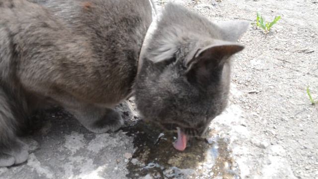 Кот ест сырое яйцо