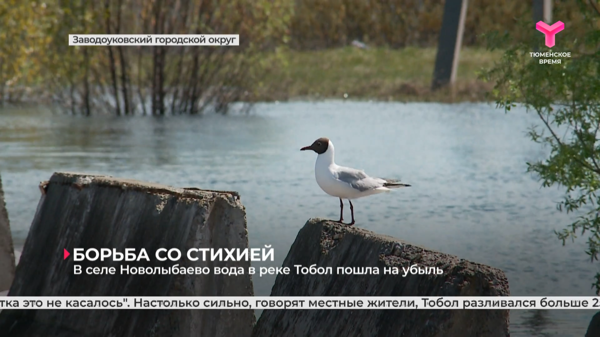 В селе Новолыбаево вода в реке Тобол пошла на убыль