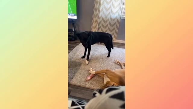 Funniest Animals Compilation 2021 best /Подборка самых смешных видео с животными 2021 #funnyanimals
