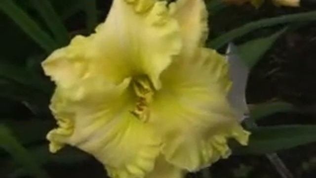 Лилейник daylily SHAMROCK DEW