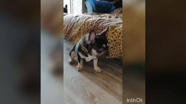 🔥Choco tan🐕ВЯЗКА💥--Французский Бульдог