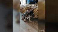 🔥Choco tan🐕ВЯЗКА💥--Французский Бульдог