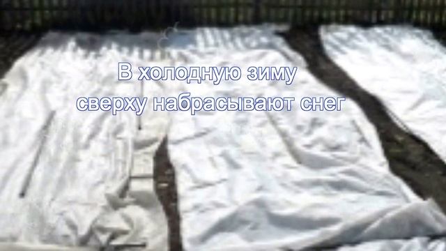 как сохранить морковь до весны