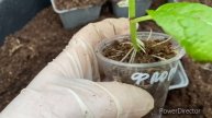 Черенки крупнолистной гортензии укоренились что дальше , какой грунт?