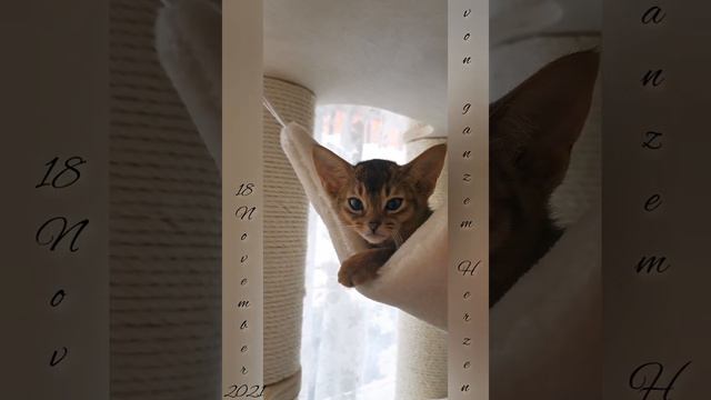 Süßer Schlaf der abessinier und russisch blau Katzen Сладкий сон абиссинских и русской голубой коше