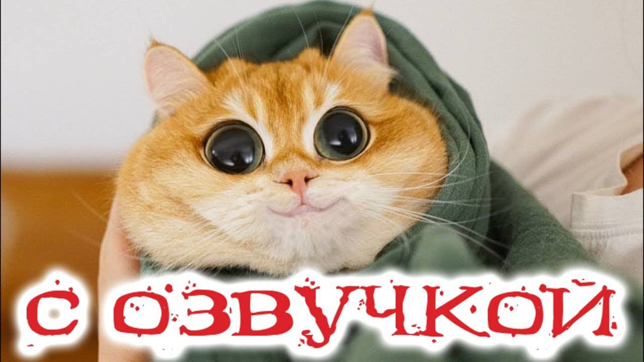 С котиками с озвучкой