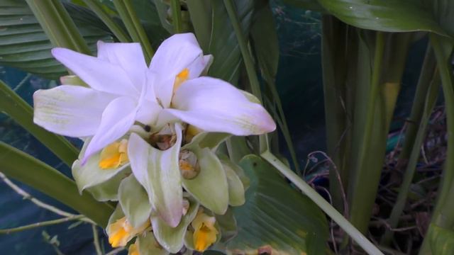 Home Grown Ginger & Turmeric Update | Soil & Aquaponically Grown Spice