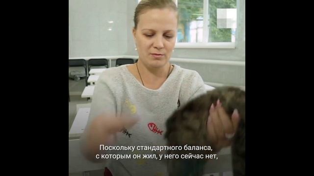 Хозяйка сада заметила, что нога у кота окровавлена, и