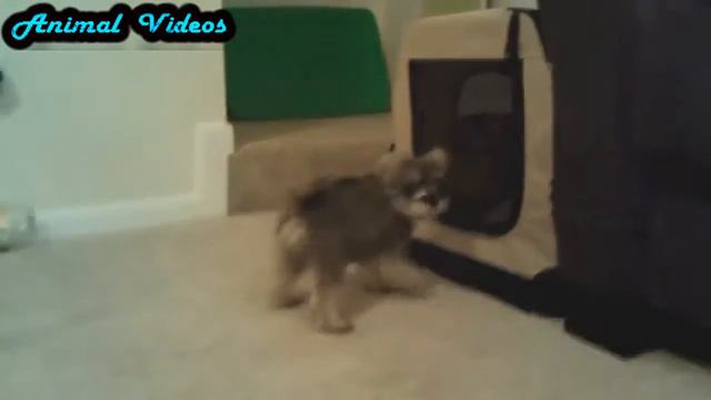 Приколы с животными №56   Собака играет с водой  Смешные животные  Animal videos