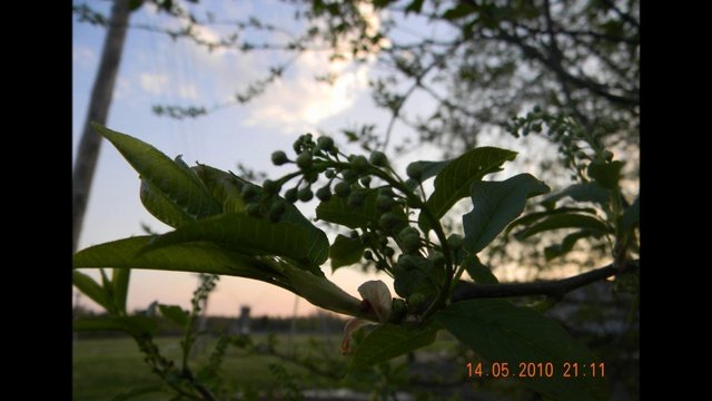 ВЕСНА