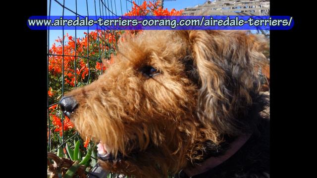 Airedale Terrier Puppies for the new Year   Larger Mountain Airedale Terrier Puppies
