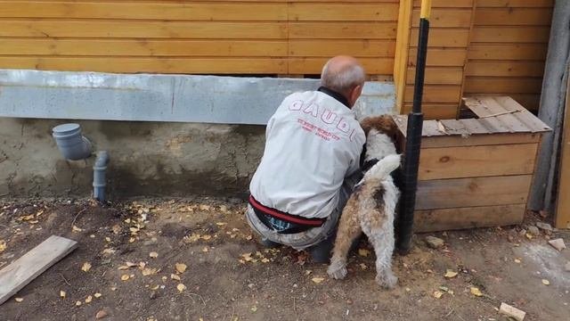 Любопытный фокс