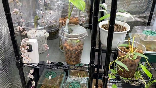 Growing In Leca Pt 6 Anthurium Luxurians Propagation with Updates How to Propagate in Leca Perlite