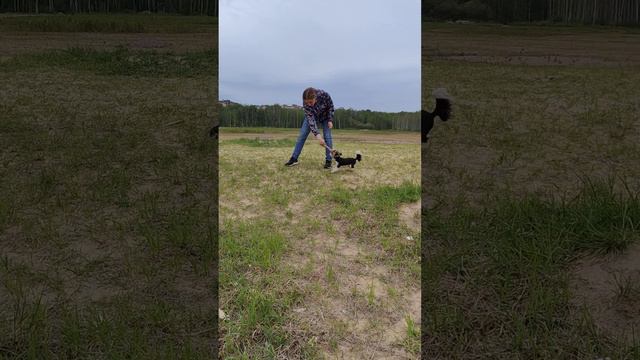бивер йорк Рокки, догонялки)) #funny #puppy #dog #cute