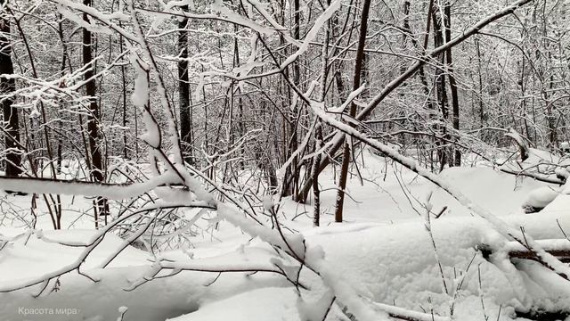 Спокойный и красивый зимний лес. Звуки природы.