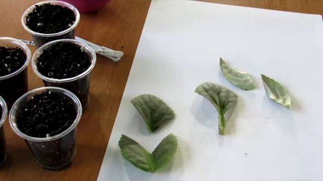 Черенкуем лист фиалки. Оптимальные варианты.