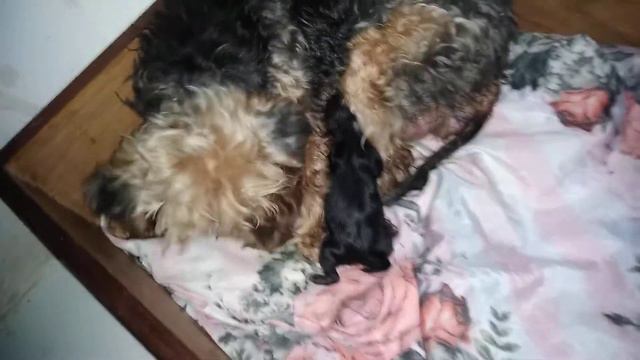 Abandonada nas ruas por fazer xixi na cama da ex dona