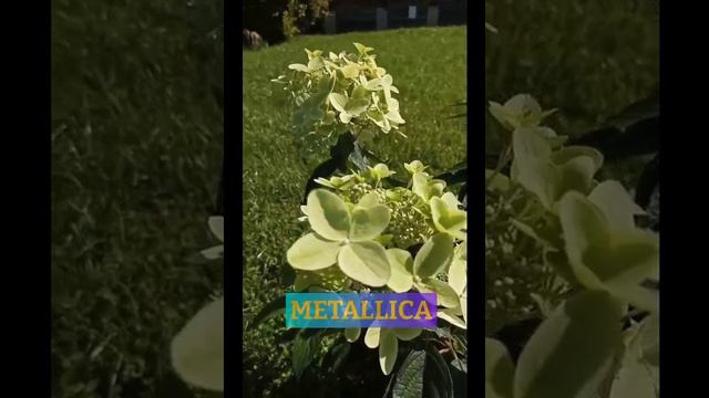 Гортензия метельчатая Металлика - главная новинка этого года!
