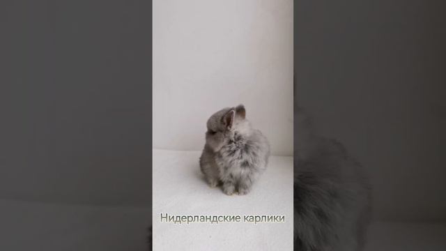 Нидерландские карлики. Питомник Кролики Казани. kroliki_kazani