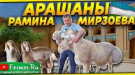 Арашаны Узбекистана. Помещения, навесы, выгульная площадка для содержания овец Кочкары-производители