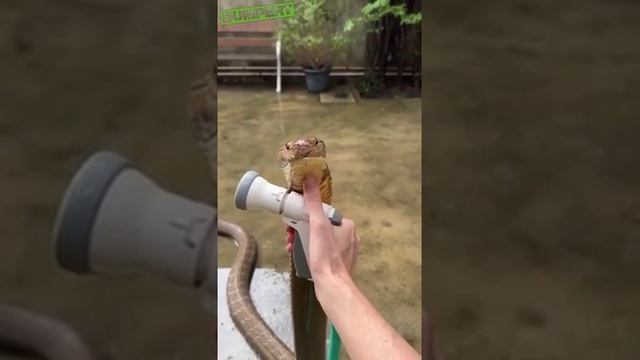 Водные процедуры для королевской кобры ?