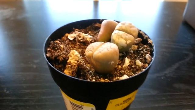 New plant: Lithops