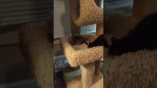 Kittens Of The Immaculate Conception + 1 Playing 4 Adoption Arlington Texas