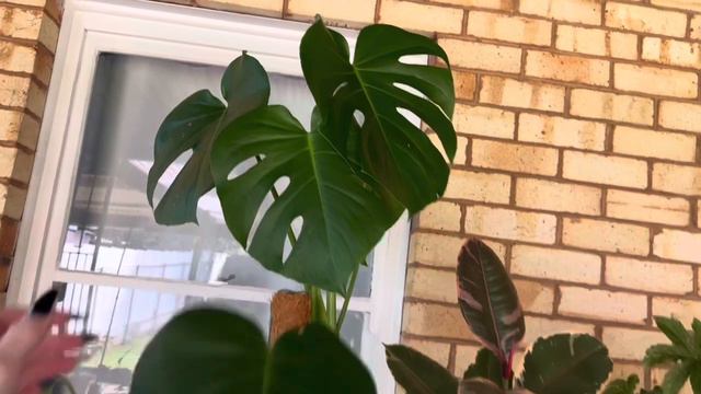 PATIO PLANT TOUR - How I Have my Indoor Plants Living Outside ☀️🌱