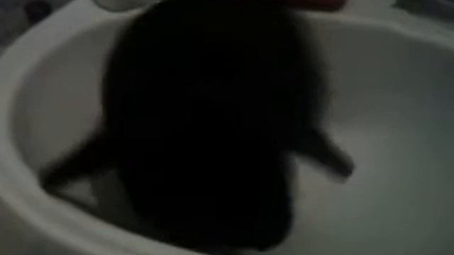 Кролик-Няша.mp4