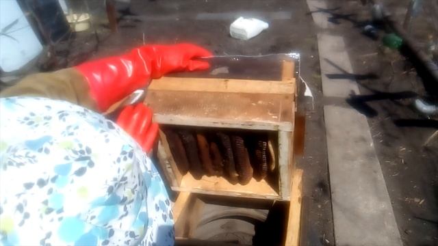 Убираю утепление после ночных морозов. Осмотр семьи на наличие расплода. Пчелы в ульях Варрэ.