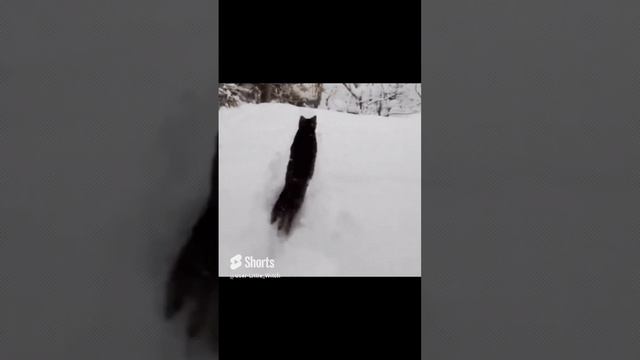 Котики и снег.mp4