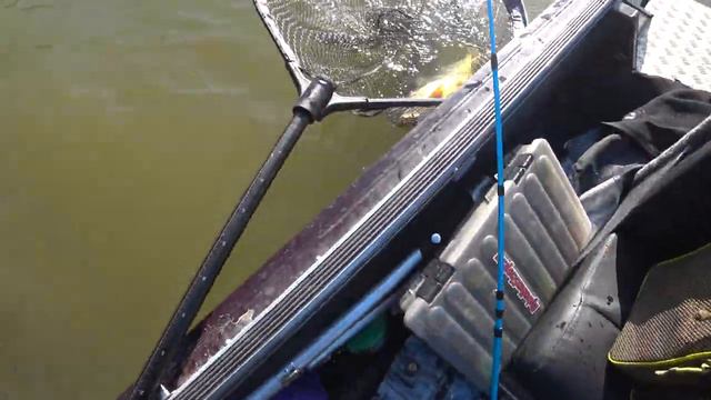Игривый сазан выпрыгивает из воды рыбалка в Астрахани осень 2023 АСТРАХАНУТЫЕ