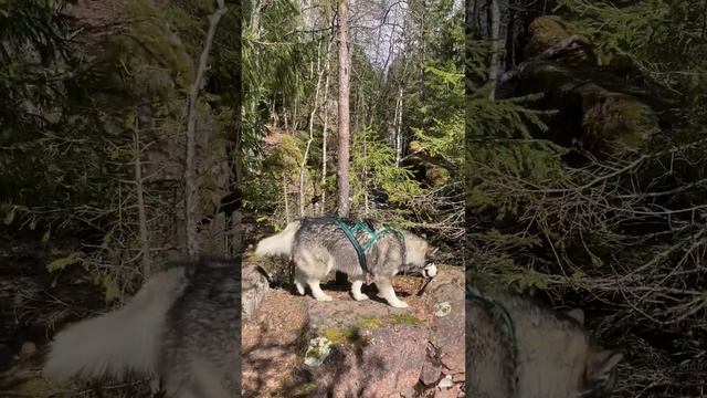 Укса, Карелия, весенний сплав по порогам Розовый слон, Мельница, Храмина