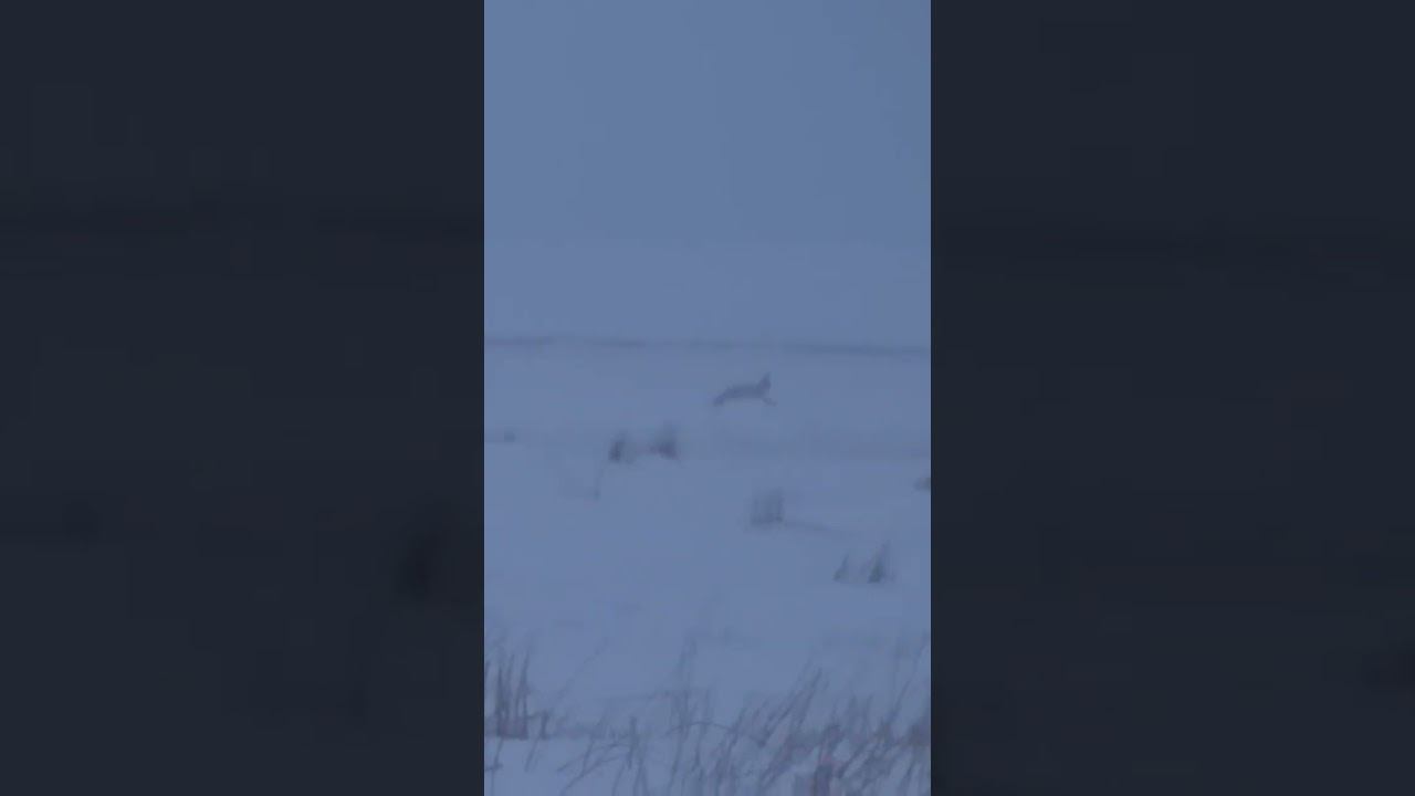 Подъем зайца русака. Крупный план