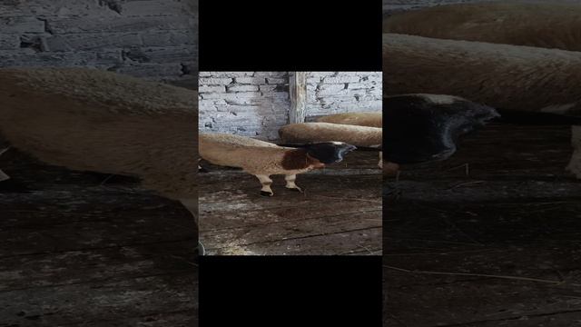 Привезли овец