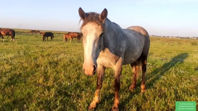 Жеребец Лакмус отделяет кобыл. Спокойный утренний обзор