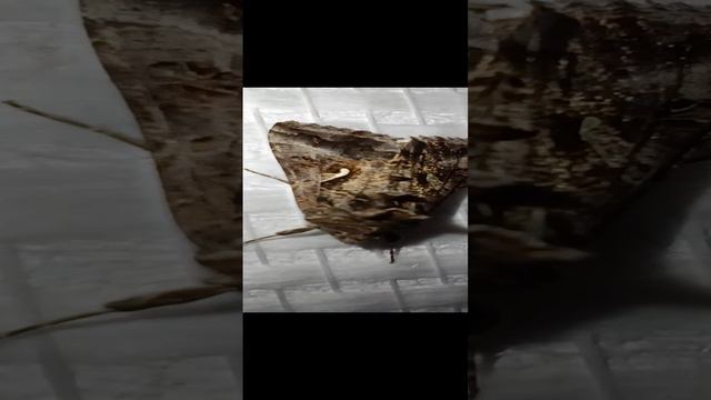 Ночная бабочка