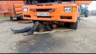 Мираторг. Рогнедино.