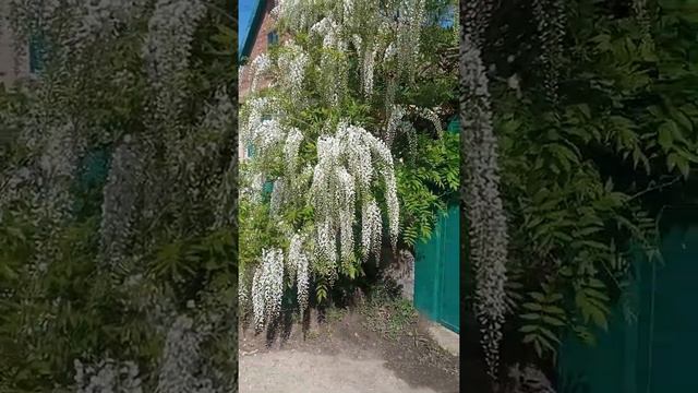 Глицыния в Николаеве.