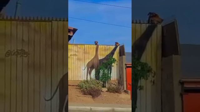Собаки - жирафики