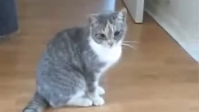 Пьяный кот