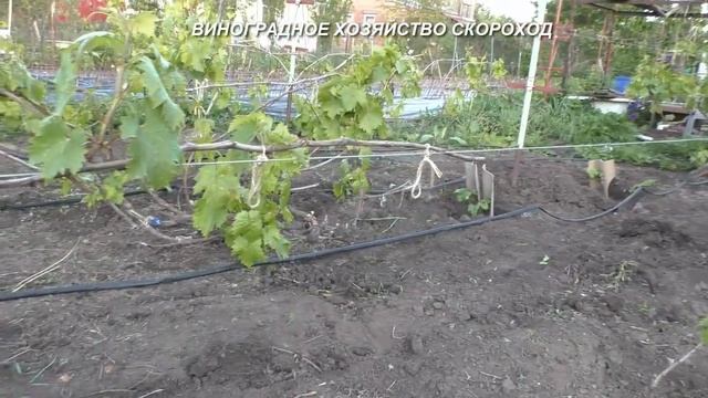 Формирование кустов винограда в режиме реального времени: майская обломка 1-годичных кустов