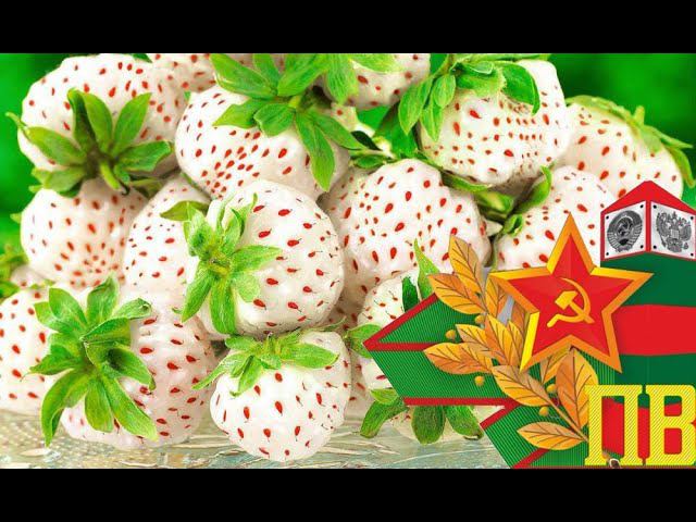 Клубника АНАНАСНАЯ Убийца вашего огорода. Самый усатый сорт в мире. А всех пограничников с днём ПВ.