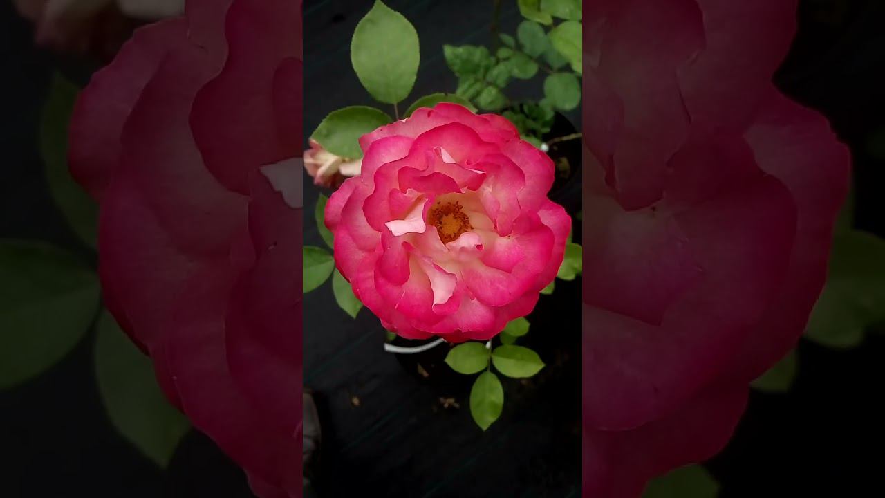 Красивый интересный цветок розы Beautiful interesting rose flower 美丽有趣的玫瑰花 美しい興味深いバラの花 아름다운 흥미로운 장미꽃