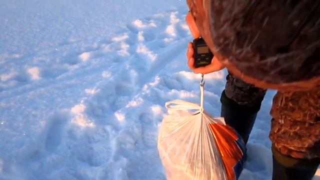 Ладога Плотва