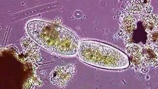 Инфузория -туфелька  Paramecium caudatum.avi