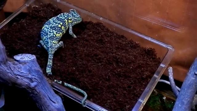 самка йеменского хамелеона копает туннель под кладку